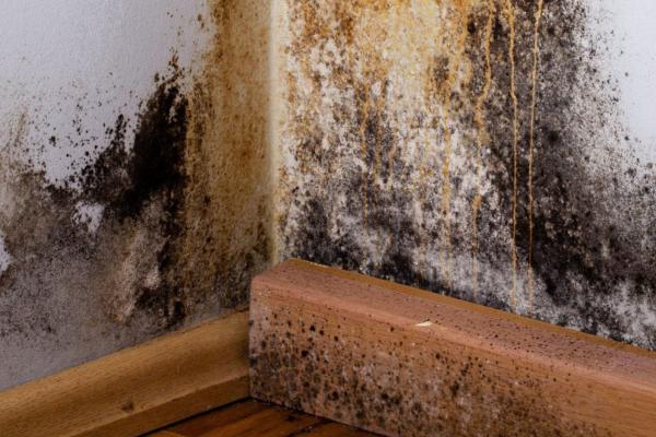 mold remediation