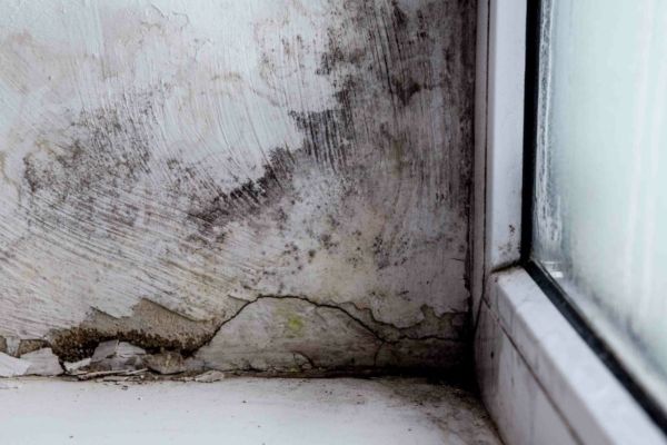 Mold Insurance